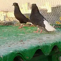 جفت گاه دم‌سفیدو سرخ