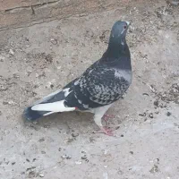 کبوتر ابلق پلاکی|پرنده|شوشتر, |دیوار