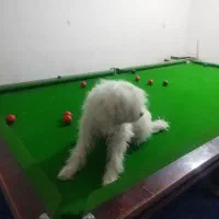 سگ  تربیت شده|سگ|اهواز, فرهنگ شهر|دیوار