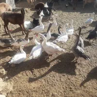 غاز فروشی|حیوانات مزرعه|شیراز, شهدای شهرک سعدی|دیوار