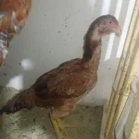 مرغ لاری دختر گیلاسه