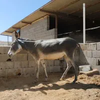 الاغ ماده ،الاغ نر|حیوانات مزرعه|اصفهان, قهجاورستان|دیوار