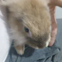 خرگوش لپو ۵ ماهه|موش و خرگوش|اسلامشهر, شهرک مفیدی|دیوار