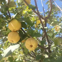 فروش به|خوردنی و آشامیدنی|سیسخت, |دیوار