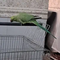 طوطی سخنگو|پرنده|بم, |دیوار