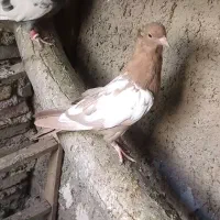دوعدد کفتر جوجه کار ماده سینه زرد وسینه سبز