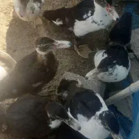 اردک اسرائیلی