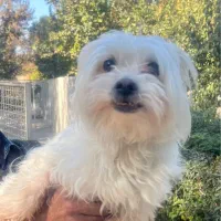 سگ مالتیز اصیل|سگ|تهران, فرمانیه|دیوار