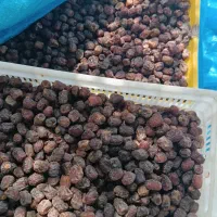 خرمای مرداسنگ|خوردنی و آشامیدنی|منوجان, |دیوار