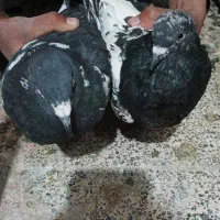 کفتر|پرنده|ماهان, |دیوار