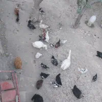 مرغ و خروس گلین و غاز تخم گذار