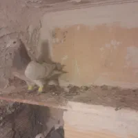 زرد هفترنگ خطی پرنده