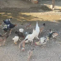 فروش مرغ های محلی منوجان.|حیوانات مزرعه|منوجان, |دیوار