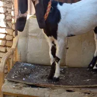 بزغاله ماده پاکستانی پتیری بز|حیوانات مزرعه|کاشمر, |دیوار