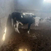 گوساله نر سمینتال|حیوانات مزرعه|اهواز, زیتون کارمندی|دیوار