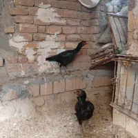 مرغ و خروس لاری