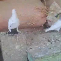 کبوتر دم سیا