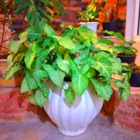 گلهای آپارتمانی بزرگ و مقاوم