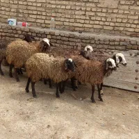 هفت عدد بره ماده نژاد شال