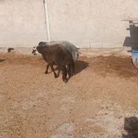 دو عدد قوچ