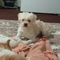 سگ شیتزو نر