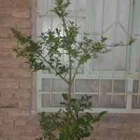 درخت پرتقال با گلدان بزرگ