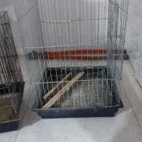 قفس عروس هلندی