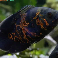 فروش ماهی اسکار و پنگوسی|ماهی|خرم بید, |دیوار