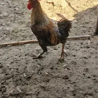 فروش مرغ و خروس