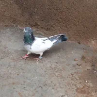 کبوتر کله دم سبز ماده