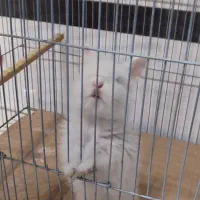 خرگوش و بندر گردی|موش و خرگوش|شیراز, میرزاکوچک خان|دیوار