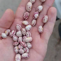 لوبیا چیتی و لپه لوبیا چیتی