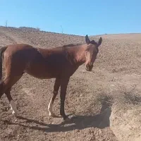 اسب ترکمن