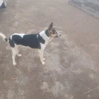 سگ ژرمن|سگ|فسا, |دیوار