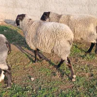 گوسفند رومانوف