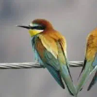 جوجه مرغ چند رنگ