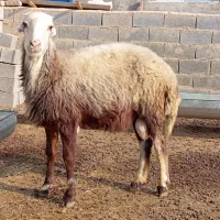 بره قوچ بروجردی|حیوانات مزرعه|انبارآلوم, |دیوار