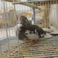 عروس هلندی|پرنده|تربت‌حیدریه, پیشکوه|دیوار