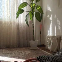 سلام فروش یک عددگل دیفن باخیا حدودا دومتری