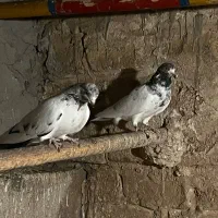 کلدم سبز پرشی کاشانی|پرنده|قم, سالاریه|دیوار
