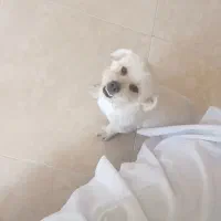 سگ گم شده
