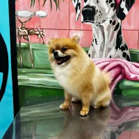 سگ پامر خرسی نر ده ماهه