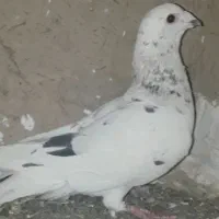 کفتر سرور هفترنگ سوزنی