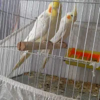 عروس هلندی|پرنده|آذرشهر, |دیوار