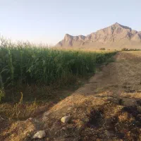 زمین کشاورزی 80 جریب واقع در دهاقان