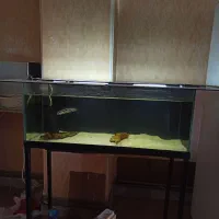 آکواریوم ضد خش apa|ماهی|کرج, مصباح|دیوار