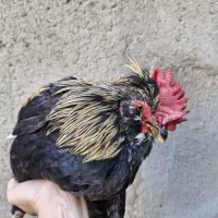 خروس گلین لری جوان