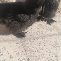 جفت مرغ و خروس ابریشمی