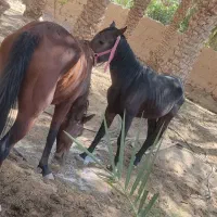 دوتا اسب نر و ماده|اسب و تجهیزات اسبسواری|فهرج, |دیوار