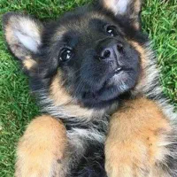 توله سگ ژرمن ورکر اصیل و مناسب برای افراد خاص